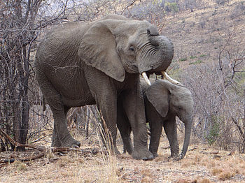Cow and Calf, Elephants, south africa, pillandsbeg, game parks HD wallpaper