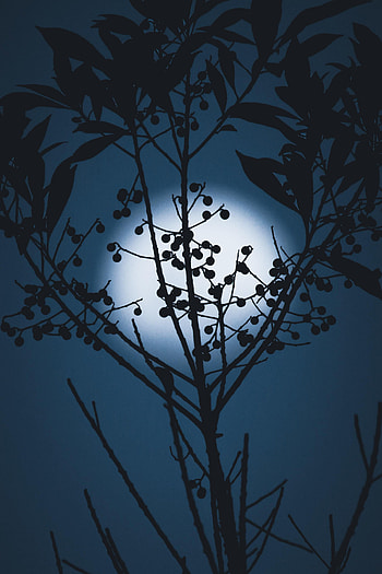 Night, Moon, Berries, Dark, Silhouette, Branches HD phone wallpaper