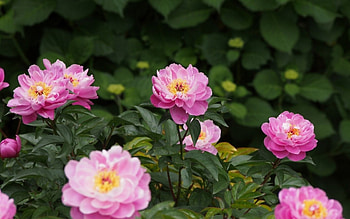 Roses, summer, rose, pink, flower, green, garden HD wallpaper
