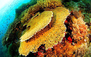 Fish and ocean , Sealife exploration, Underwater world, Wallbase.com HD wallpaper