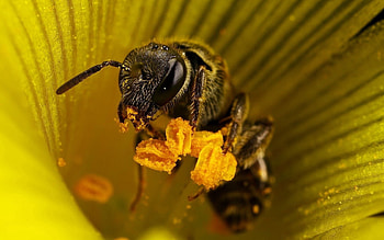 Flower, Macro, Insect, Bee, Pollination HD wallpaper