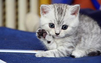 Hi!, blue, kitten, animal, white, grey, cute, cat, funny, paw HD wallpaper