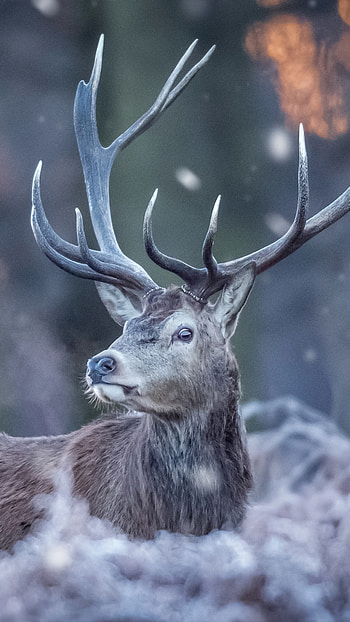 Deer forest winter, Ultra mobile HD phone wallpaper