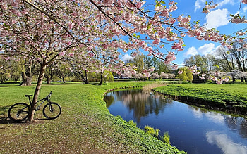 Spring Park in Latvia, bicycle, cherries, Latvia, trees, spring, water, park HD wallpaper
