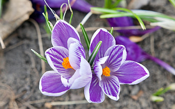 Crocuses, purple, flowers, macro HD wallpaper