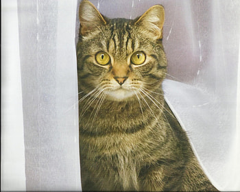 Tabby cat in the window, window, cute, cat, tabby, paws HD wallpaper
