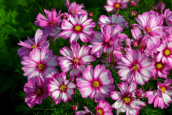 Pink flowers, pink, pretty, garden, beautiful, flowers, grass HD wallpaper