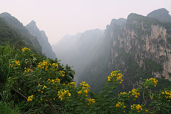 Mountain, flower, landscape, nature, mists HD wallpaper