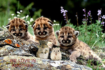 we love one another, cute adorable, cubs HD wallpaper