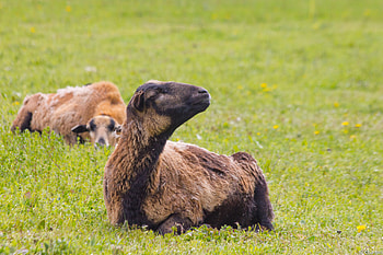 Sheep, animas, grass, meek HD wallpaper