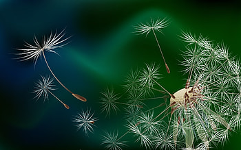 Fly Away, other, nature HD wallpaper