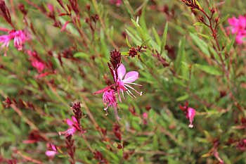 Vrede, summer, pink, flowers, pretty HD wallpaper