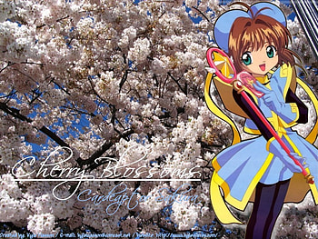 A Nap beside the Cherry Blossoms, anime, costume, sakura, cherry blossoms, cardcaptor HD wallpaper