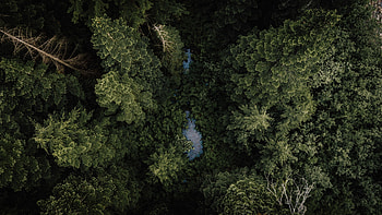 Nature, Rivers, Trees, View From Above, Top, Forest, Tops HD wallpaper
