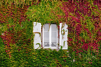 Miscellanea, Miscellaneous, Window, Foliage, Facade HD wallpaper