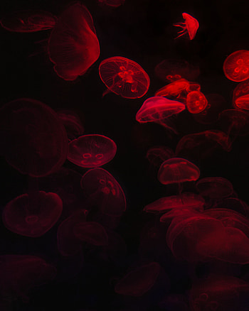 Jellyfish, Dark, Glow, Underwater World HD phone wallpaper