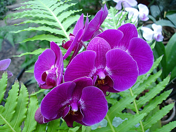 Plants, Flowers, Violet HD wallpaper