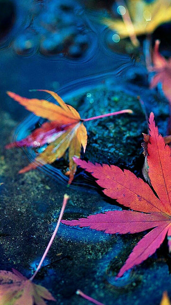 Colored leaf , Tonal diversity, Nature's hues, Organic palette HD phone wallpaper