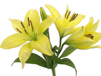 Yellow lily, flowers, lily HD wallpaper