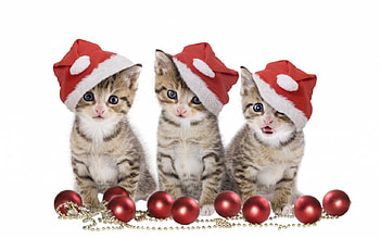 Kitten Chorus, Santa, Christmas, Yule, red, ornaments, cute, Cat, Kitten HD wallpaper
