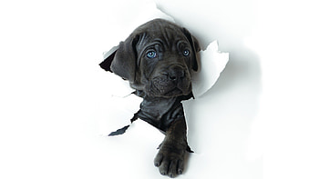 Cane Corso, Dogs HD wallpaper
