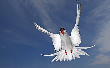 Animals, Birds, Seagulls HD wallpaper