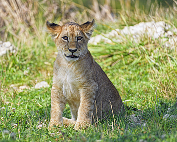 Animals, Grass, Young, Lion, Predator, Sight, Opinion, Joey, Lion Cub HD wallpaper