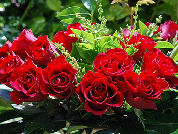 ROSES, PETALS, LEAVES, NATURE, COLORS HD wallpaper