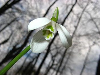 Flower, Macro, Stem, Stalk, Snowdrop HD wallpaper