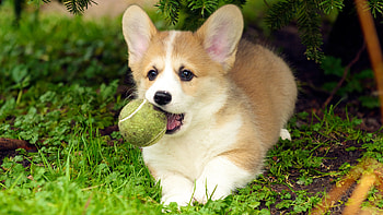 Dog puppies, Corgi , backgrounds HD wallpaper