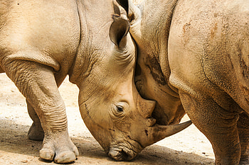 Animals, Couple, Pair, Horns, Rhinos HD wallpaper