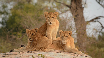 I Love South Africa, Kruger National Park, African safari dreams, Wildlife wonders HD wallpaper
