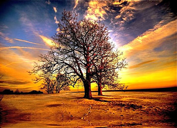 Colors of Nature, , colors, cool, nature, sunset, tree HD wallpaper