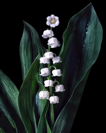 Flower, art, terrestrial_plant HD phone wallpaper