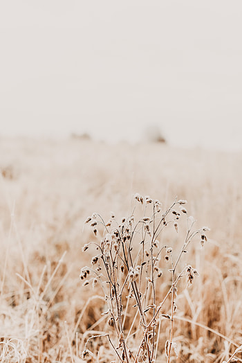Nature, Grass, Plant, Dry HD phone wallpaper