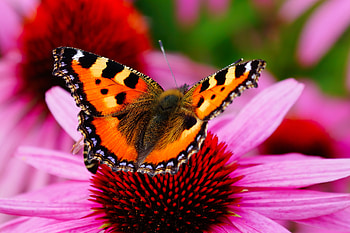 Butterfly on flower, summer, pink, butterfly, flower, beautiful HD wallpaper