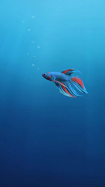 Tropical fish , and stunning, Mesmerizing aquatic creatures, Tropical paradise HD phone wallpaper