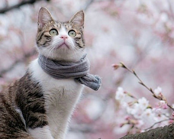 Cute Cat, animal, cute, cat, pet HD wallpaper