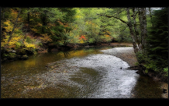 digicamman, trees, lakes, nature, woods HD wallpaper