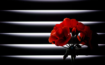 Flowers, Flower, Shine, Light, Room, Jalousie, Geranium HD wallpaper
