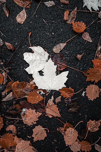 Nature, Water, Autumn, Leaves, Drops HD phone wallpaper
