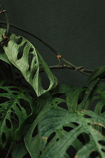 Monstera plant, calm, green, nature, garden, leaf, wildlife HD phone wallpaper