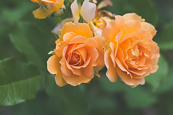 Roses, Flowers, Orange, Blossom HD wallpaper