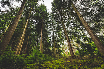 Nature, Trees, Grass, Forest HD wallpaper