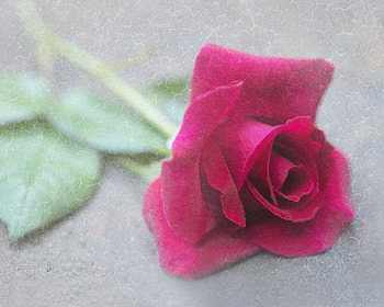 ~ RED ROSE ~, rose, textured, red, beautiful, fresh HD wallpaper