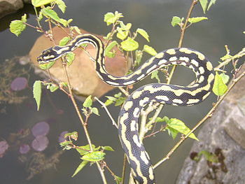jungle carpet pyton, snake, reptiles HD wallpaper