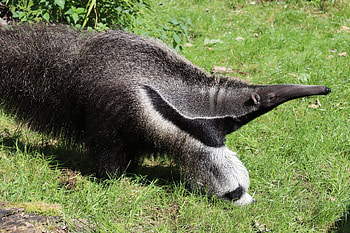 Bubbles the giant anteater, Dudley zoo, Anteater, Castle HD wallpaper