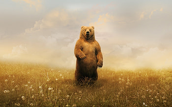 Animals, Bears HD wallpaper