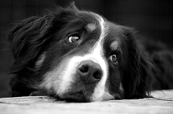 Dog, sweet, animal, dogs, cute, beautiful, puppys, puppy, pretty, animals, lovely HD wallpaper