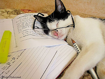 Jackii, tired, study, cute, cat, sleeping HD wallpaper